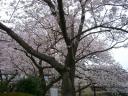 cimg1784.桧原桜